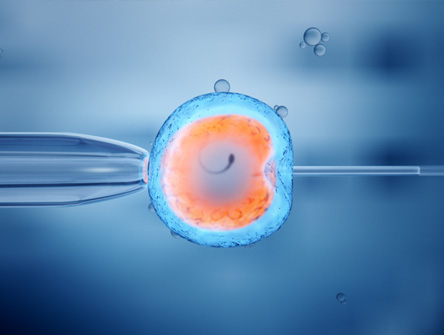 In vitro fertilization of an egg cell stock
