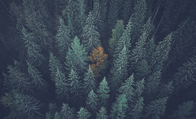bird's eye view of forest