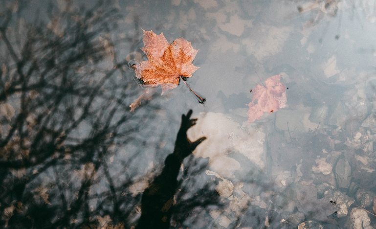 Maple Leaves floating in water