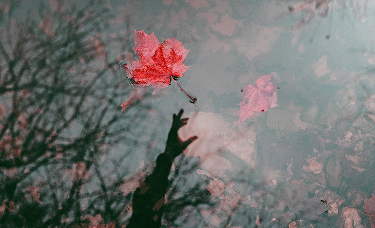maple leaf floating in water