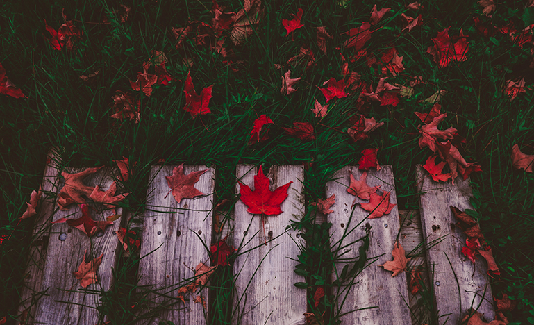 maple leaves