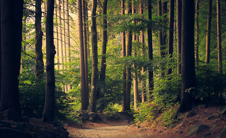 forest
